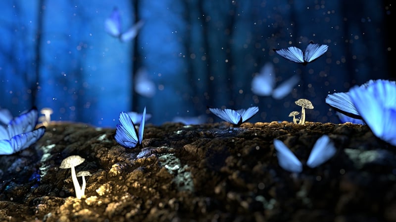 Enchanted garden